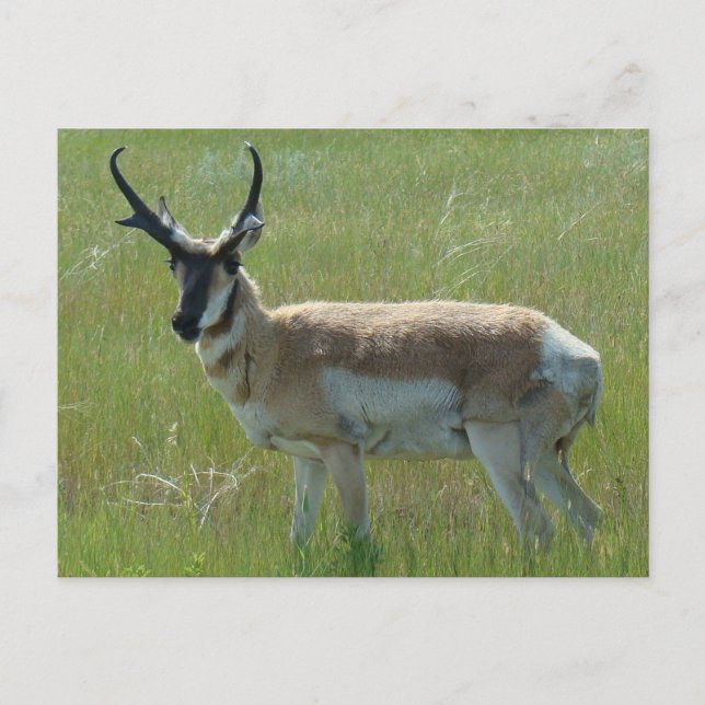 A36 Pronghorn Antelope Buck Vykort (Framsida)
