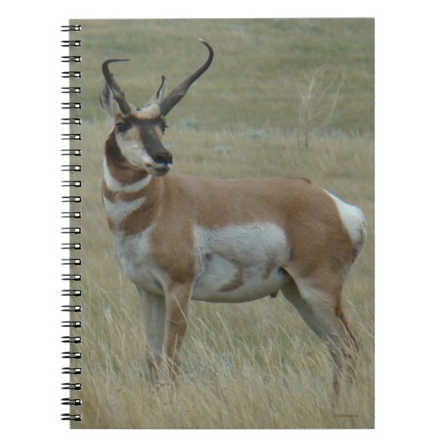 A37 GaffelAntilop Böjda Horn Anteckningsbok (Framsidan)