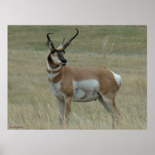 A37 Gaffelantilop Krokiga Horn Poster