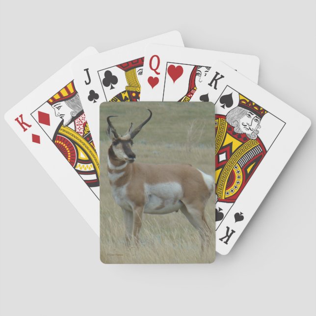 A37 Gaffelantilop Stor Bock Krokiga Horn Casinokort (Baksidan)