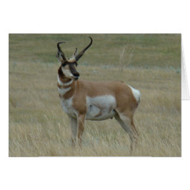 A37 Pronghorn Antelope Big Buck Crooking Horns Hälsningskort