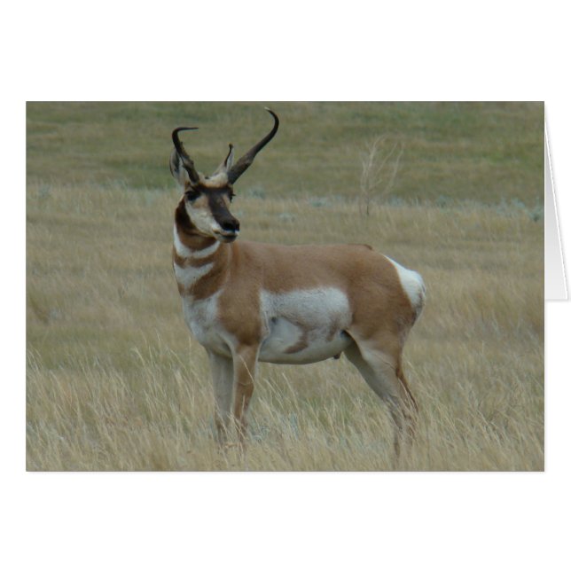A37 Pronghorn Antelope Big Buck Crooking Horns Hälsningskort (Framsidan Horizontal)