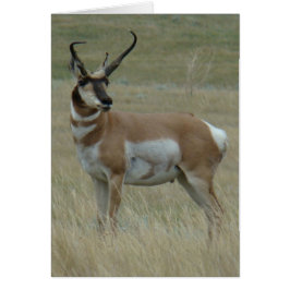 A37 Pronghorn Antelope Big Buck Crooking Horns Hälsningskort