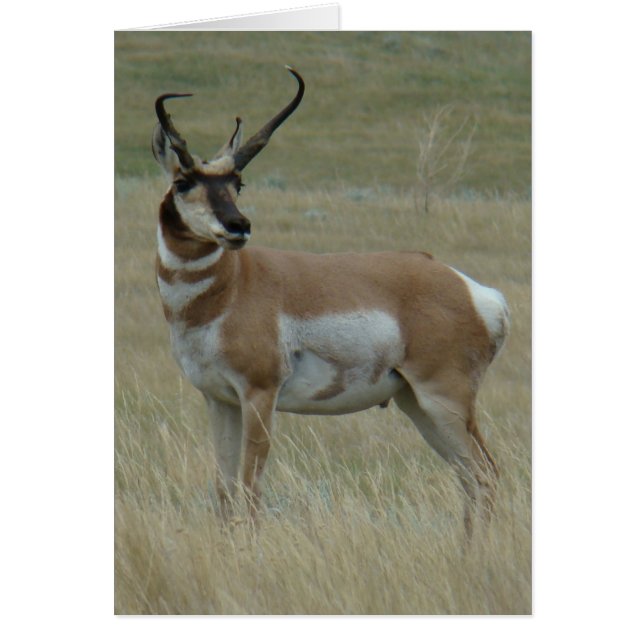 A37 Pronghorn Antelope Big Buck Crooking Horns Hälsningskort (Framsidan)