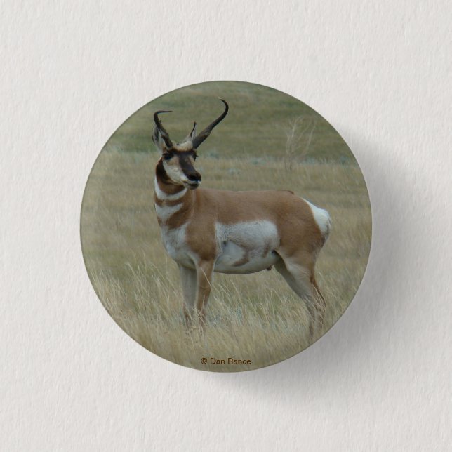 A37 Pronghorn Antelope Buck Crooking Horns Knapp (Framsida)