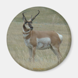 A37 Pronghorn Antelope Buck Crooking Horns Magnet