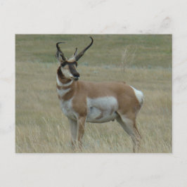 A37 Pronghorn Antelope Buck Crooking Horns Vykort