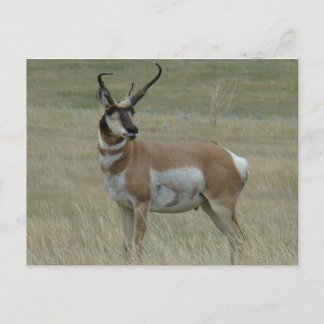 A37 Pronghorn Antelope Buck Crooking Horns Vykort (Framsida)