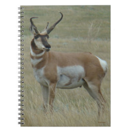 A37 Pronghorn Antelope Crooking Horns Anteckningsbok