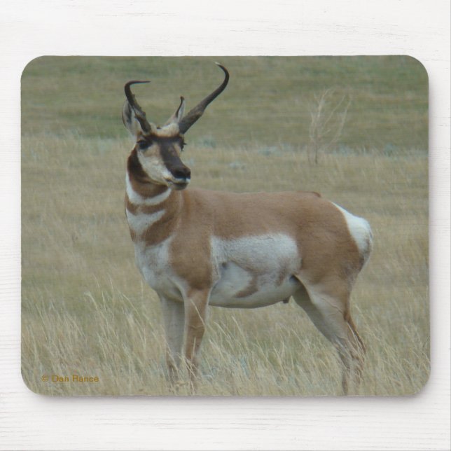 A37 Pronghorn Antelope Crooking Horns Musmatta (Framsidan)