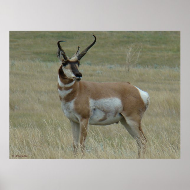 A37 Pronghorn Antelope Crooking Horns Poster (Framsidan)