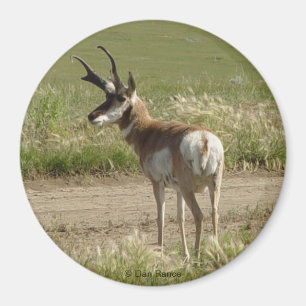 A39 Gaffelantilop Hanne Magnet