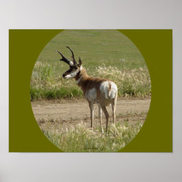 A39 Gaffelantilop Hanne Poster