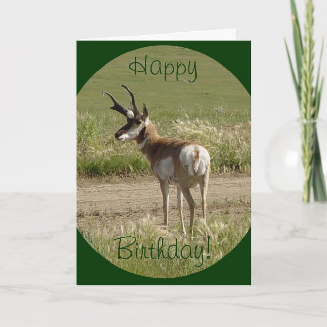 A39 Pronghorn Antelope Buck Kort (Framsida)