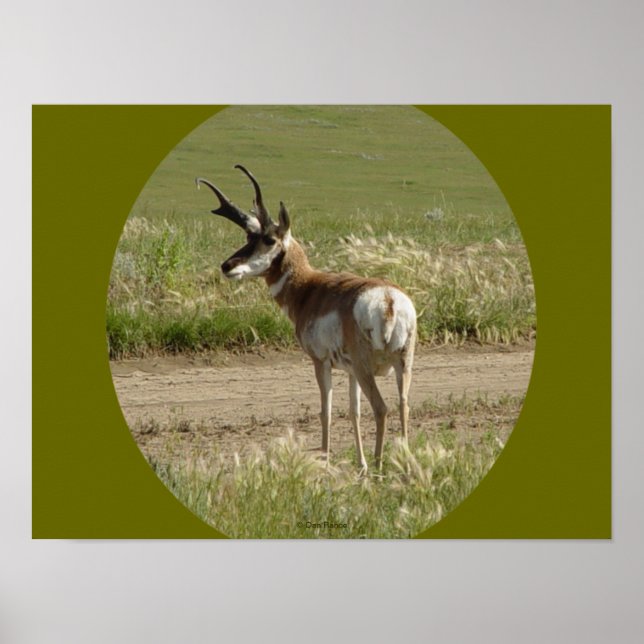 A39 Pronghorn Antelope Buck Poster (Framsidan)
