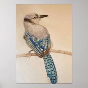A3 Bevackert Blue Jay Pencil Teckning Skriv ut Poster