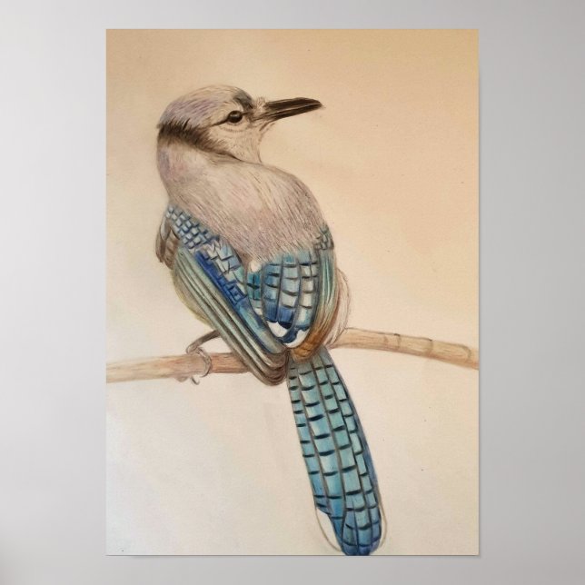 A3 Bevackert Blue Jay Pencil Teckning Skriv ut Poster (Framsidan)