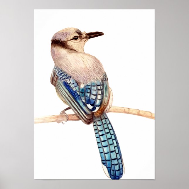 A3 Bevackert Blue Jay Pencil Teckning Skriv ut Poster (Framsidan)