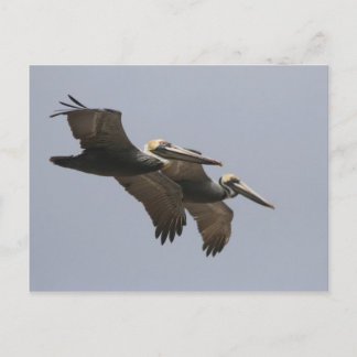 A3 Pelican Pair Postcard Vykort