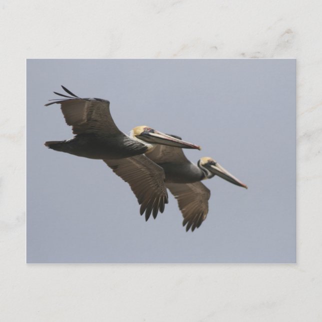 A3 Pelican Pair Postcard Vykort (Framsida)