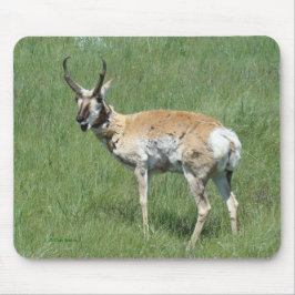 A3 Pronghorn Antelope Buck Musmatta