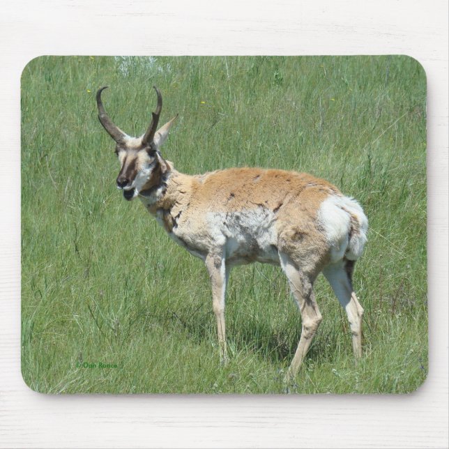 A3 Pronghorn Antelope Buck Musmatta (Framsidan)
