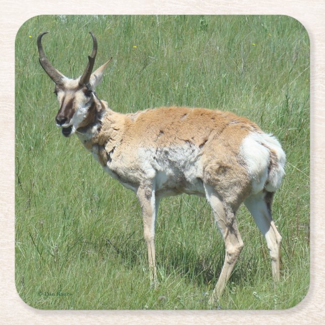 A3 Pronghorn Antelope Chewing Underlägg Papper Kvadrat (Framsidan)