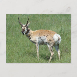 A3 Pronghorn Antelope Chewing Vykort