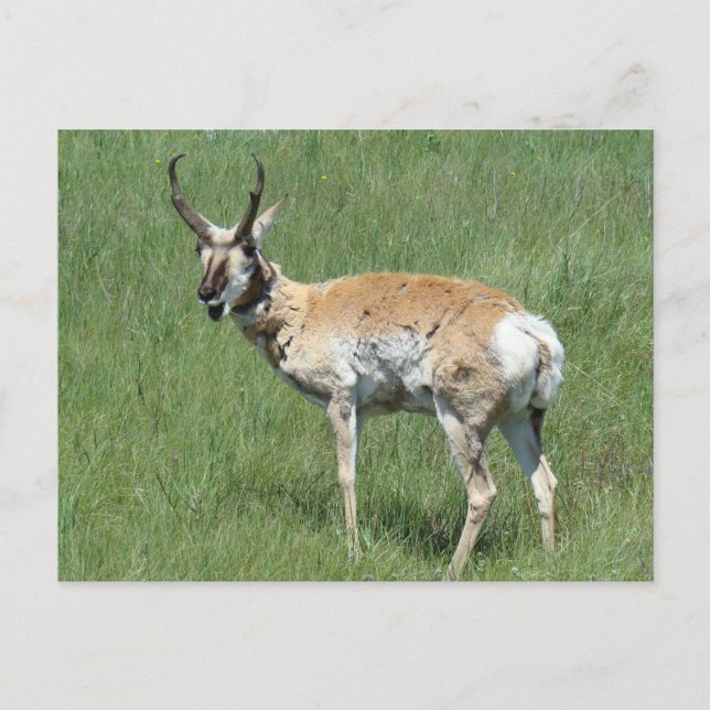A3 Pronghorn Antelope Chewing Vykort (Framsida)