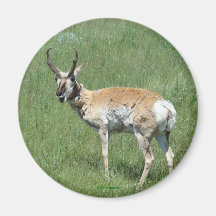 A3 Pronghorn Antelope