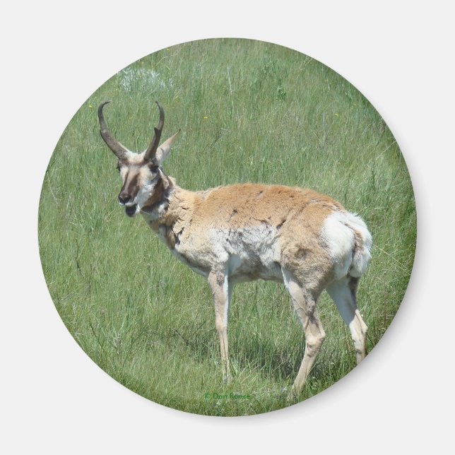 A3 Pronghorn Antelope Magnet (Framsidan)