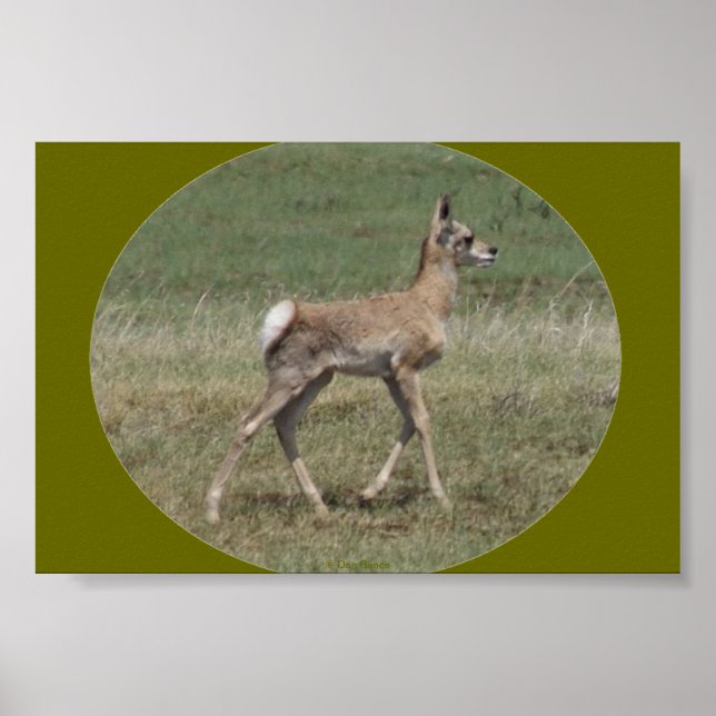 A42 Baby Pronghorn Antelope Poster (Framsidan)