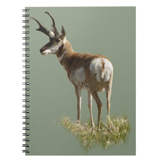 A43 Pronghorn Antelope Buck Anteckningsbok (Framsidan)