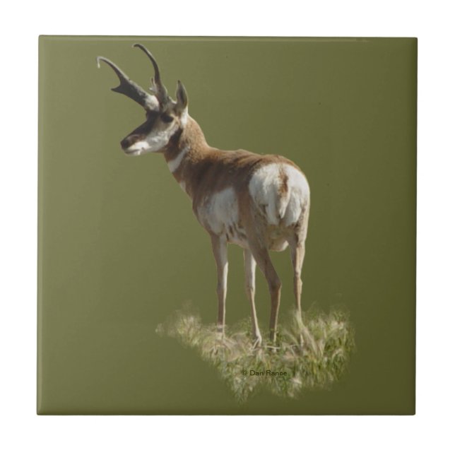 A43 Pronghorn Antelope Buck Kakelplatta (Framsidan)