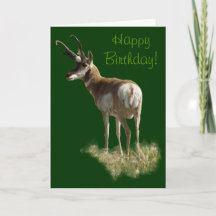 A43 Pronghorn Antelope Buck
