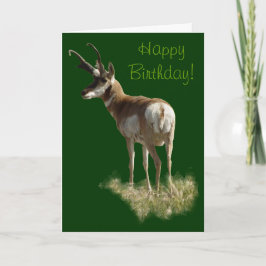 A43 Pronghorn Antelope Buck Kort