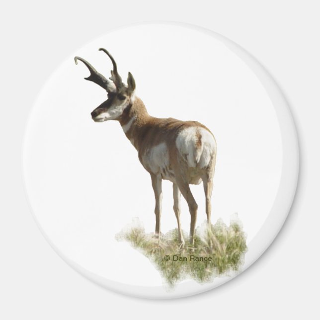A43 Pronghorn Antelope Buck Magnet (Framsidan)