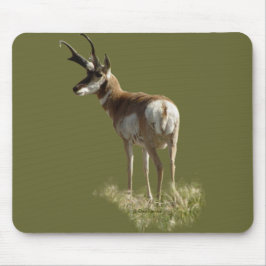 A43 Pronghorn Antelope Buck Musmatta