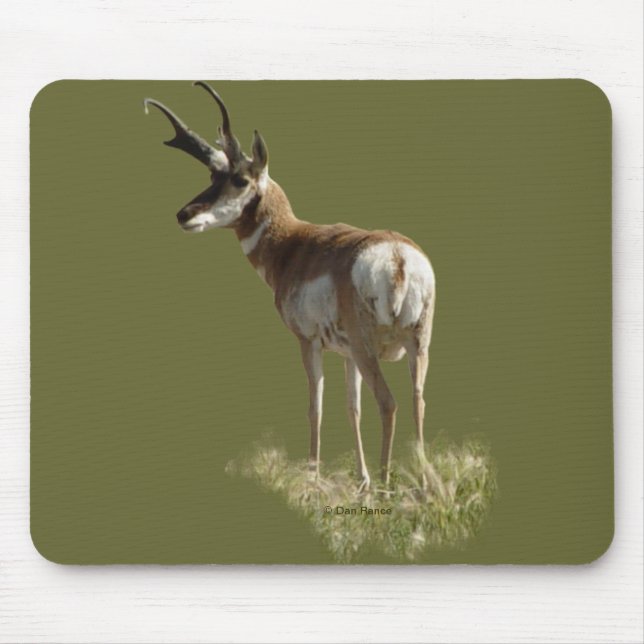 A43 Pronghorn Antelope Buck Musmatta (Framsidan)