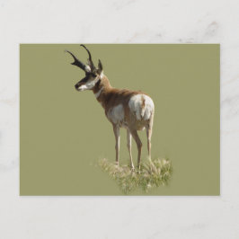 A43 Pronghorn Antelope Buck Vykort