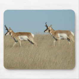 A45 Pronghorn Antelope Bucks Musmatta