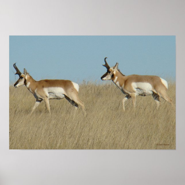 A45 Pronghorn Antelope Bucks Poster (Framsidan)