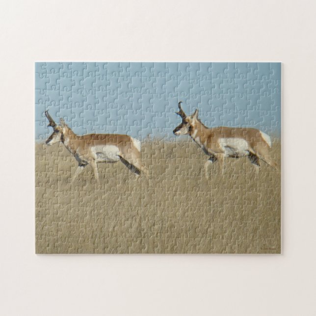 A45 Pronghorn Antelope Bucks Pussel (Horisontell)