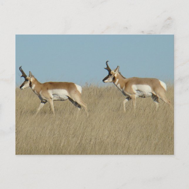 A45 Pronghorn Antelope Bucks Vykort (Framsida)