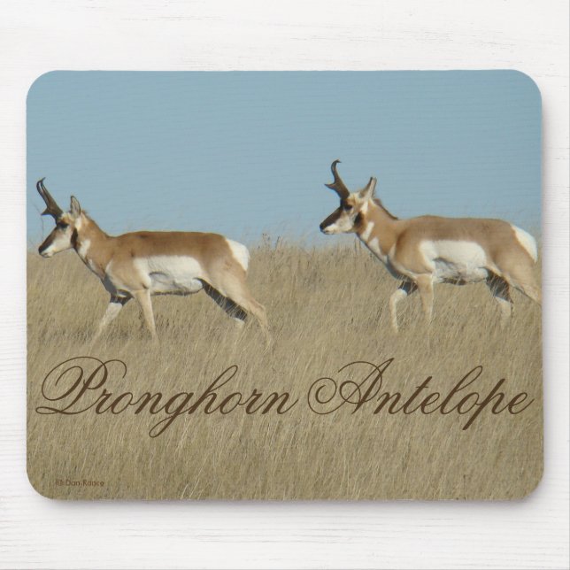A45 Pronghorn Antelope Young Bucks Musmatta (Framsidan)