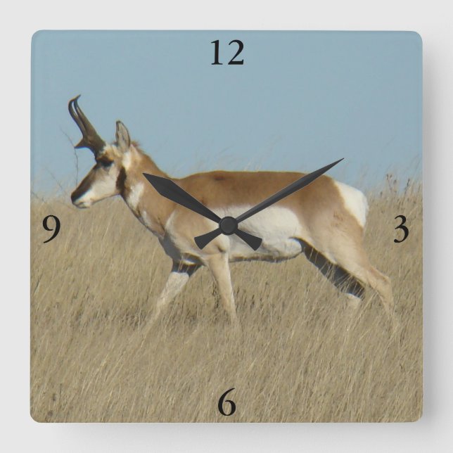 A45a Pronghorn Antelope Buck Fyrkantig Klocka (Framsida)