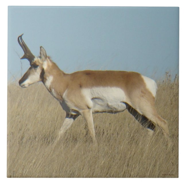 A45a Pronghorn Antelope Buck Kakelplatta (Framsidan)