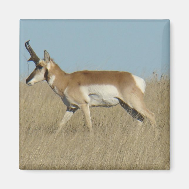 A45a Pronghorn Antelope Buck Magnet (Framsidan)