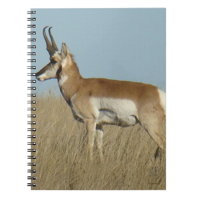 A46 Pronghorn Antelope Anteckningsbok (Framsidan)