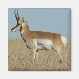 A46 Pronghorn Antelope Magnet
